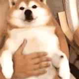QQ图片20231109220315.gif